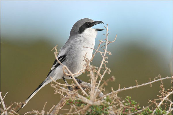 MITTELMEERRAUBWÜRGER, IBERIAN GREY SHRIKE, LANIUS MERIDIONALIS