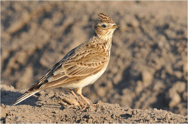 FELDLERCHE, SKYLARK, ALAUDA ARVENSIS