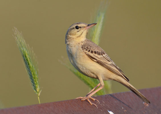 BRACHPIEPER, TAWNY PIPIT, ANTHUS CAMPESTRIS