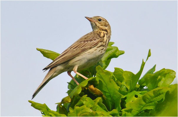 BAUMPIEPER, TREEPIPIT, ANTHUS TRIVIALIS