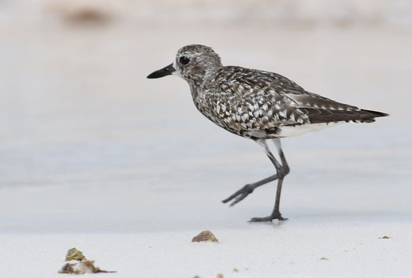 KIEBITZREGENPFEIFER, BLACK-BELLIED PLOVER, PLUVIALIS SQUATAROLA
