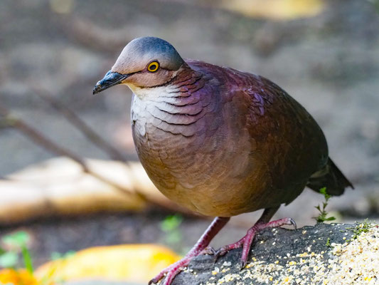PERU-WACHTELTAUBE, WHITE-THROATED QUAIL-DOVE - ZENTRYGON FRENATA
