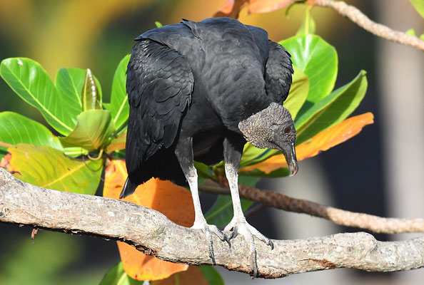 RABENGEIER, BLACK VULTURE,  CORAGYPS ATRATUS