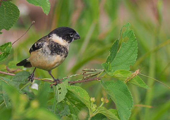 BRAUNBÜRZELPFÄFFCHEN, WHITE-COLLARED SEEDEATER, SPOROPHILA TORQUEOLA