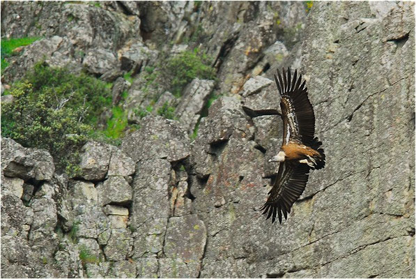 GÄNSEGEIER, GRIFFON VULTURE, GYPS FULVUS
