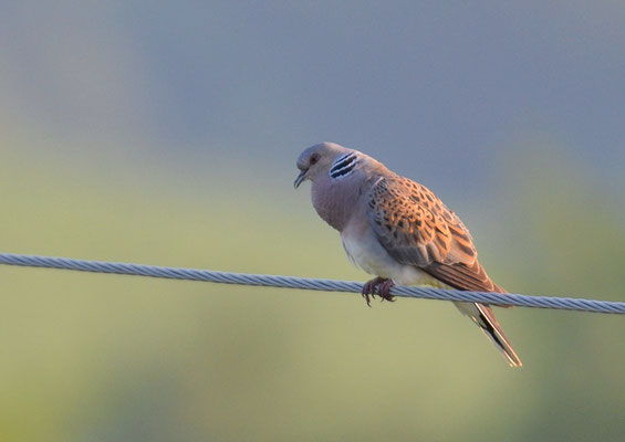 TURTELTAUBE, TURTLE DOVE, STREPTOPELIA TURTUR