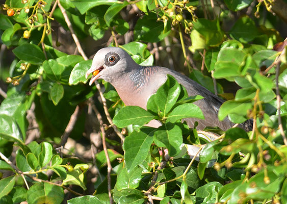 NACKTAUGENTAUBE, BARE-EYED PIGEON, PATAGIOENAS CORENSIS 