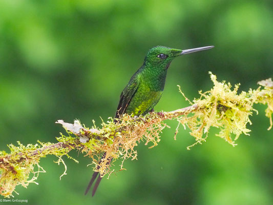 ROTSTERN-BRILLANTKOLIBRI, EMPRESS B RILLANT - HELIODOXA IMPERATRIX