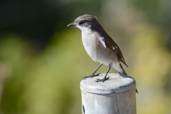 WÜRGERSCHNÄPPER, FISCAL FLYCATCHER, SIGELUS SILENS