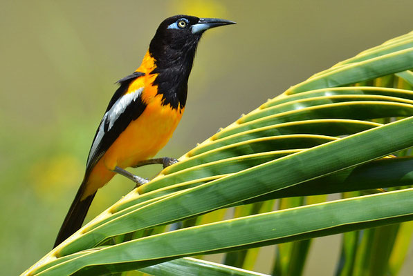 WEISSFLÜGELTRUPIAL,  VENEZUELAN TROUPIAL, ICTERUS ICTERUS