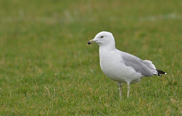 RINGSCHNABELMÖWE, RING-BILLED GULL, LARUS DELAWARENSIS