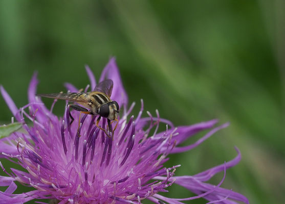 GROSSE SUMPFSCHWEBFLIEGE, HELOPHILUS TRIVITATTUS
