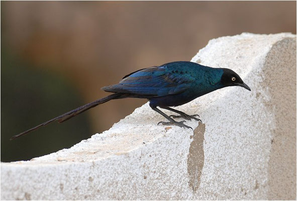 LANGSCHWANZGLANZSTAR, LONG-TAILED GLOSSY STARLING, LAMPROTORNIS CAUDATUS