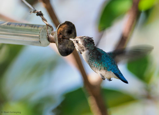 Bienenelfe, Bee hummingbird, Melisuga helenae