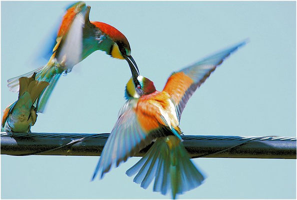 BIENENFRESSER, EUROPEAN BEE-EATER, MEROPS APIASTER