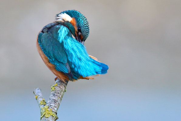 EISVOGEL, COMMON KINGFISHER, ALCEDO ATTHIS