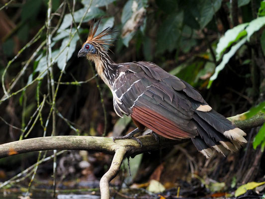 Hoatzin, Hoatzin - Opisthocomus hoazin