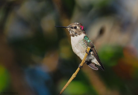 BIENENELFE, BEE-HUMMINGBIRD, MELISUGA HELENAE