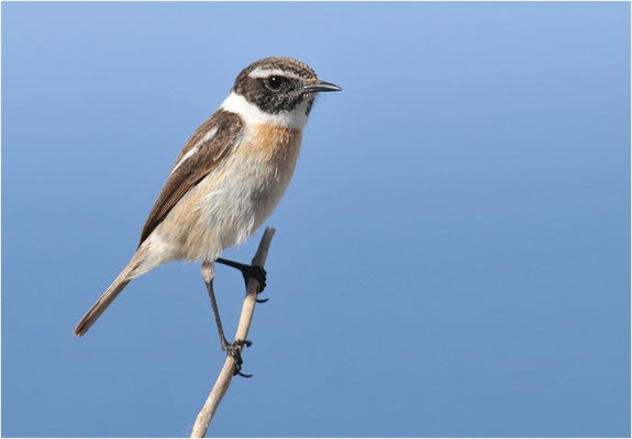 KANARENSCHMÄTZER, FUERTEVENTURA STONECHAT, SAXICOLA DACOTIAE