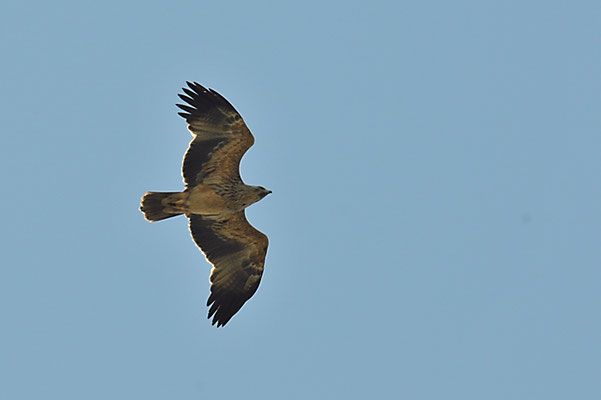 KAISERADLER, IMPERIAL EAGLE, AQUILA HELIACA