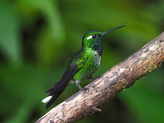 PURPURBRUSTKOLIBRI, PURPLE-BIPPED WHITETIP - UROSTICTE BENJAMINI
