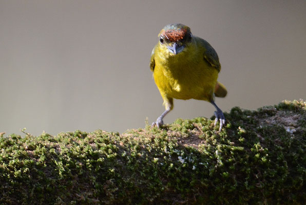 OLIVRÜCKENORGANIST, OLIVE-BACKED EUPHONIA, EUPHONIA GOULDI
