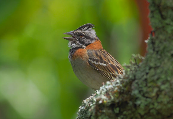 MORGENAMMER, RUFOUS-COLLARED SPARROW, ZONOTRICHIA CAPENSIS