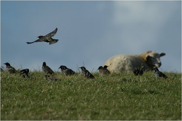 STAR, STARLING, STURNUS VULGARIS
