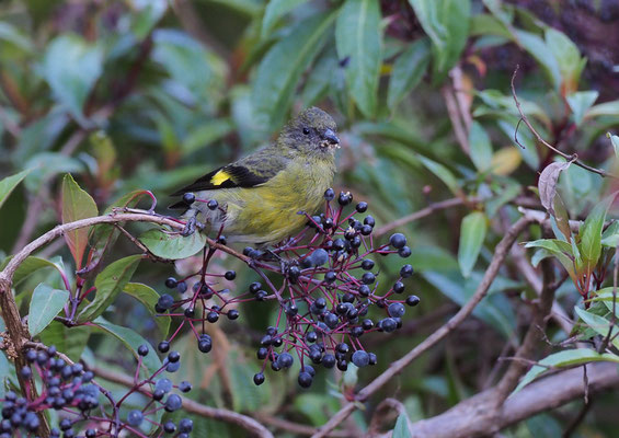 GELBBAUCH-SPATELTYRANN, COMMON TODY-FLYCATCHER, TODIROSTRUM CINEREUM