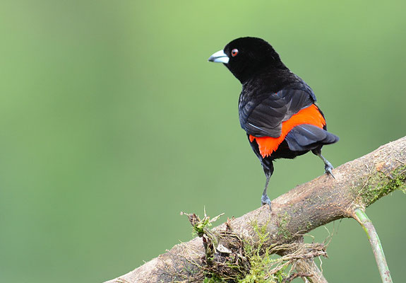 FEUERRÜCKENTANGARE, PASSERINI´S TANAGER, RAMPHOCELUS PASSERINII