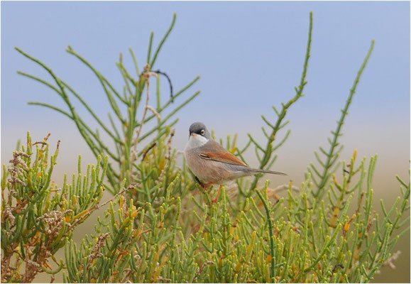 BRILLENGRASMÜCKE, SPECTACELED WARBLER, SILVIA CONSPICILLATA