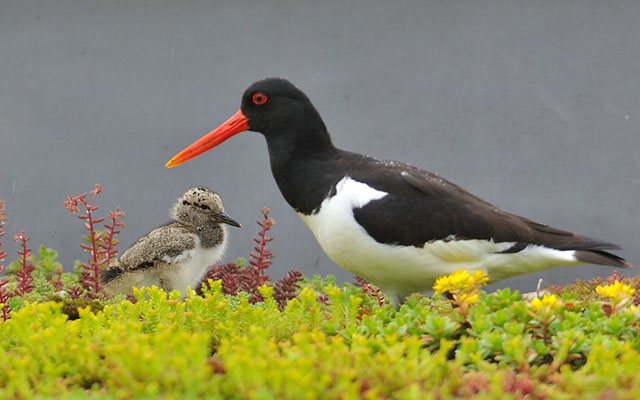 AUSTERNFISCHER, OYSTERCATCHER, HAEMATOPUS OSTRALEGUS auf Kiesdach brütend