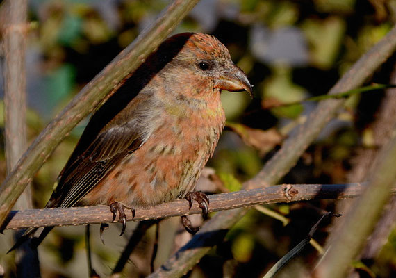 FICHTENKREUZSCHNABEL, COMMON CROSSBILL, LOXIA CURVIROSTRA