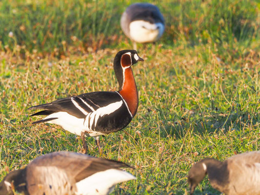Rothalsgans, Red-breasted goose, Branta rufficollis