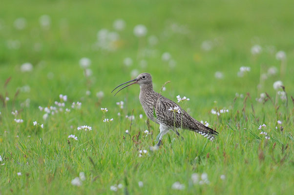 BRACHVOGEL, EURASIAN CURLEW, NUMENIUS ARQUATA