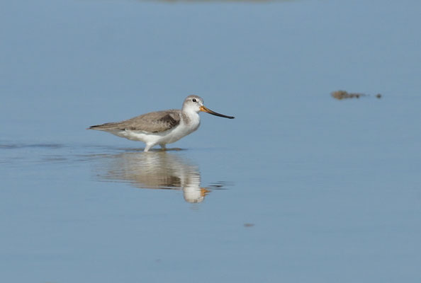 TEREK-WASSERLÄUFER, TEREK SANDPIPER, XENUS CINEREUS