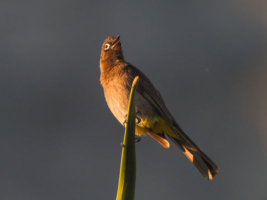 Kapbülbül, cape bulbul, pycnonotus capensis