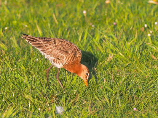 Mit ihrem biegsamen Schnabel stochern die Vögel nach Würmern.