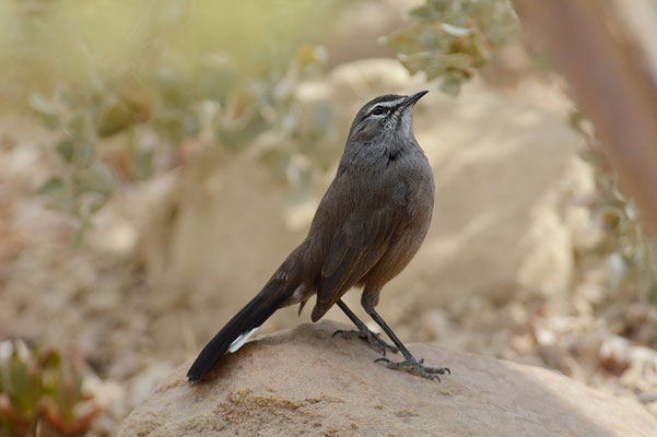 KARRUHECKENÄNGER, KAROO SCRUB ROBIN, CERCOTRICHAS CORYPHOEUS