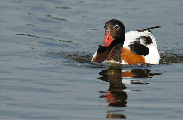 BRANDENTE, SHELDUCK, TADORNA TADORNA