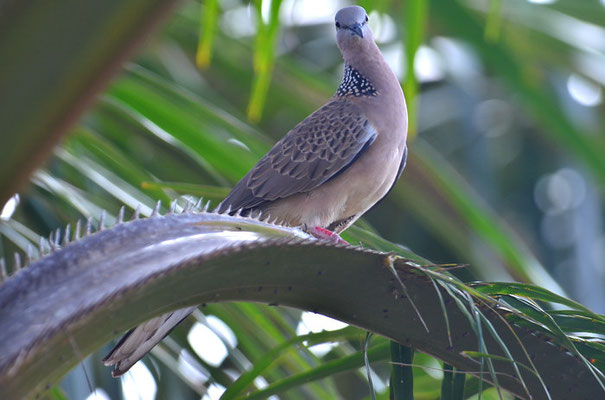 PERLHALSTAUPE, SPOTTED DOVE, STREPTOPELIA CHINENSIS