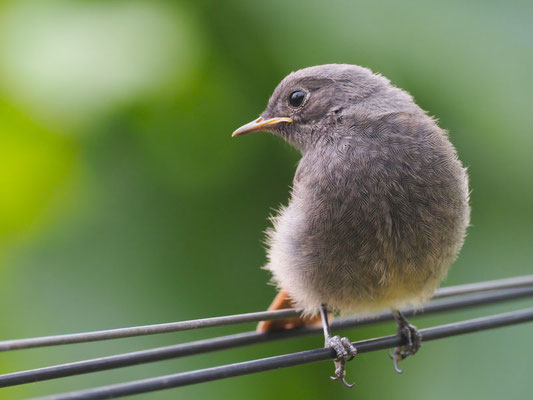 Hausrotschwanz, black redstart, phoenicurus ochruros