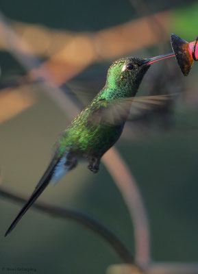 KUBASMARAGDKOLIBRI, CUBAN EMERALD, CHLOROSTILBON RICORDII
