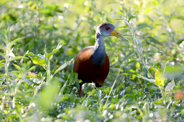 CAYENNERALLE, GRAY-NECKED WOOD-RAIL, ARAMIDES CAJANEA
