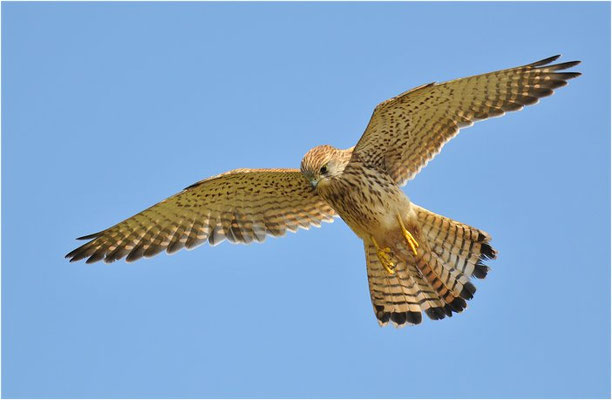 TURMFALKE, KESTREL, FALCO TINNUNCULUS