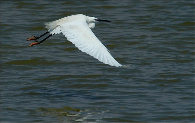 SEIDENREIHER, LITTLE EGRET, EGRETTA GARZETTA