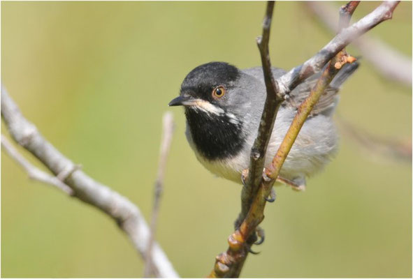 MASKENGRASMÜCKE, RÜPELL´S WARBLER, SYLVIA RUEPPELLI