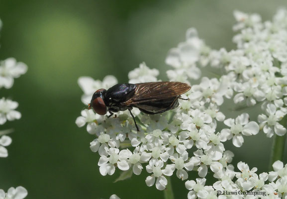 GEMEINE SMARAGDSCHWEBFLIEGE- CHRYSOGASTER SOLSTITIALIS