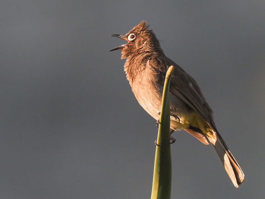 Kapbülbül, cape bulbul, pycnonotus capensis