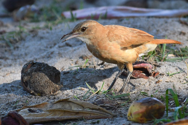 ROSTTÖPFER, RUFOUS HORNERO, FURNARIUS RUFUS